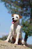 PARSON RUSSEL TERRIER 063